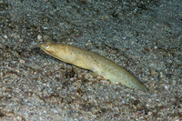 Brachysomophis henshawi (Reptilian Snake Eel)