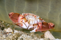 Lissocarcinus laevis (Harlequin Swimming Crab)