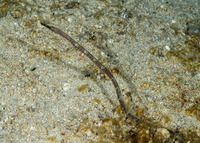 Trachyrhamphus bicoarctatus (Short-Tailed Pipefish)