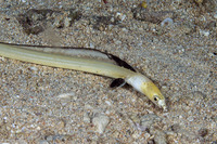 Ophichthus altipennis (Highfin Snake Eel)