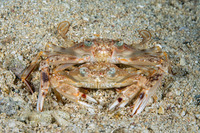 Monomia gladiator (Gladiator Swimming Crab)