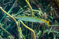 Sphyraena obtusata (Obtuse Barracuda)