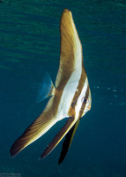 Platax teira (Longfin Spadefish)