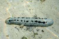 Holothuria atra (Black Sea Cucumber)
