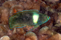 Labrichthys unilineatus (Tubelip Wrasse)