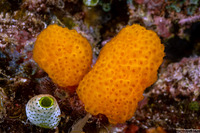 Pseudodistoma megalarva (Stalked Tunicate)