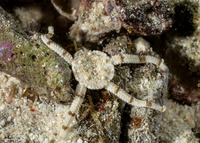 Ophiolepis nodosa (Knotty Brittle Star)
