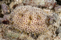 Toxopneustes pileolus (Flower Urchin)
