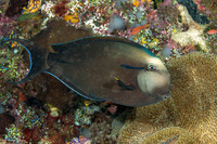Acanthurus nigricauda (Blackstreak Surgeonfish)