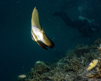Platax boersii (Golden Spadefish)