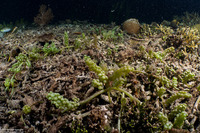 Caulerpa racemosa (Sea Grapes)