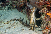 Hemiscyllium freycineti (Raja Epaulette Shark)