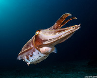 Sepia pharaonis (Pharaoh Cuttlefish)