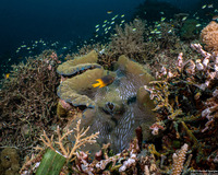 Tridacna gigas (Giant Clam)