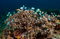 Seriatopora caliendrum (Green Birdsnest Coral)