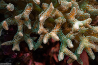 Seriatopora caliendrum (Green Birdsnest Coral)
