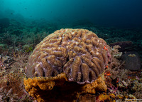 Leptoria irregularis (Irregular Brain Coral)