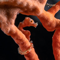 Hippocampus denise (Denise's Pygmy Seahorse)
