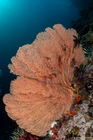 Annella mollis (Giant Sea Fan)