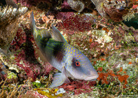 Parupeneus crassilabris (Doublebar Goatfish)