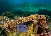 Pectinia lactuca (Lettuce Coral)