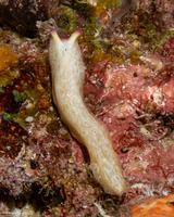 Pseudoceros goslineri (Gosliner's Flatworm)