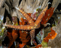 Gomophia watsoni (Watson's Sea Star)