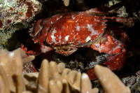 Etisus splendidus (Splendid Red Spooner Crab)
