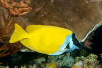 Siganus vulpinus (Foxface Rabbitfish)