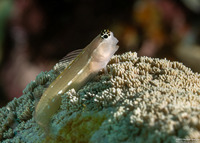 Ecsenius schroederi (Schroeder's Coralblenny)