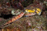 Synodus binotatus (Twospot Lizardfish)