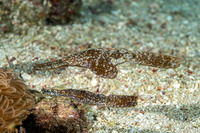 Solenostomus cyanopterus (Robust Ghost Pipefish)
