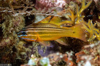 Ostorhinchus chrysotaenia (Yellowlined Cardinalfish)