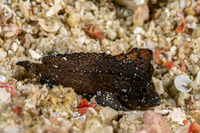 Ablabys taenianotus (Cockatoo Waspfish)