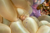 Vir colemani (Coleman's Bubble Coral Shrimp)