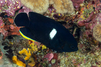 Centropyge tibicen (Keyhole Angelfish)