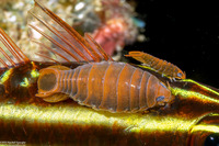 Anilocra apogonae (Cardinal Fish Isopod)