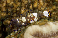 Ancylocaris brevicarpalis (Peacock-Tail Anemone Shrimp)