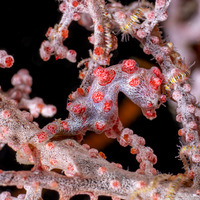 Hippocampus bargibanti (Pygmy Seahorse)