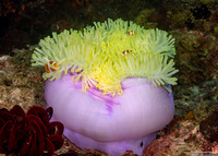 Amphiprion percula (Clown Anemonefish)