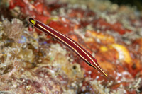 Diademichthys lineatus (Urchin Clingfish)