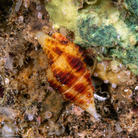 Nebularia ferruginea (Rusty Mitre)