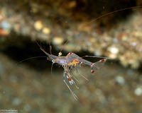 Urocaridella pulchella (Cave Cleaner Shrimp)