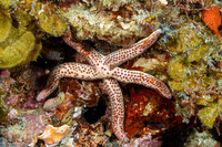 Linckia multifora (Multipore Sea Star)