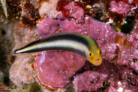 Pseudochromis bitaeniatus (Two-Lined Dottyback)