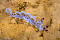 Pteraeolidia semperi (Blue Dragon Nudibranch)