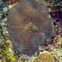 Stichodactyla mertensii (Merten's Carpet Anemone)