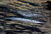 Tylosurus crocodilus (Houndfish)