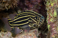 Grammistes sexlineatus (Six-Lined Soapfish)