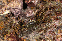 Grapsus albolineatus (Mottled Shore Crab)